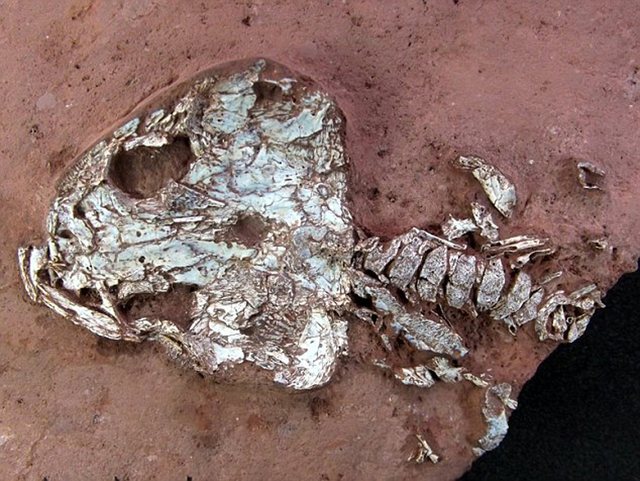 巴西发现2亿年前两栖动物化石