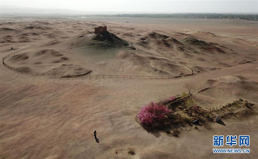 甘肅敦煌：陽關古道桃花艷