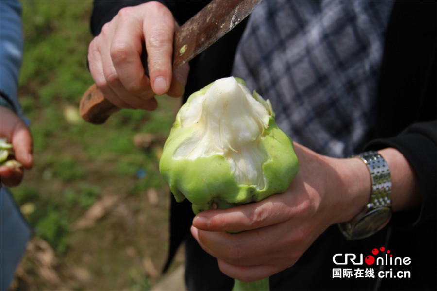 【CRI專稿 列表】重慶“涪陵榨菜”的脫貧攻堅之路