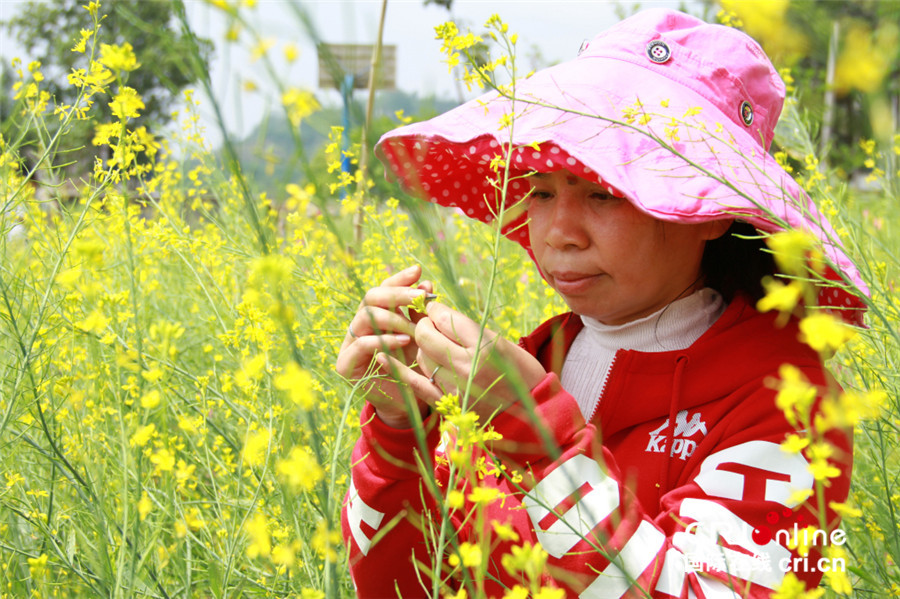 【CRI专稿 列表】重庆“涪陵榨菜”的脱贫攻坚之路