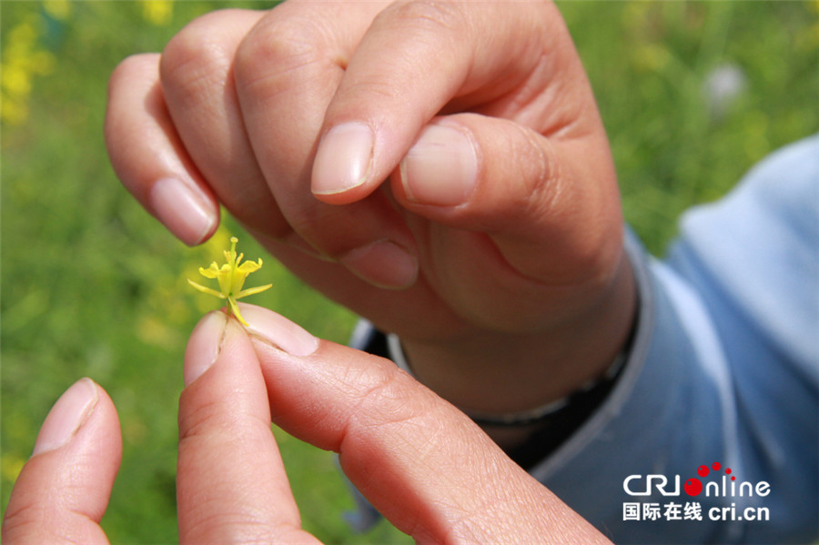 【CRI专稿 列表】重庆“涪陵榨菜”的脱贫攻坚之路