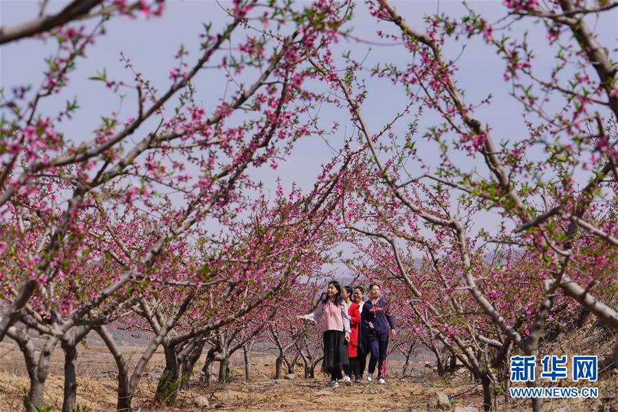 河北迁安：山野桃花引客来