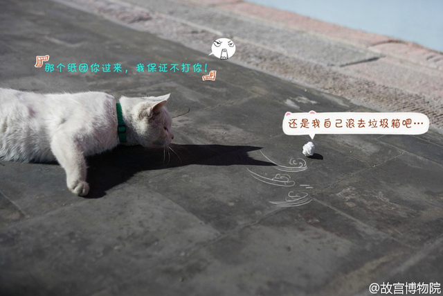 故宮有只小萌貓 網友起名“愛新覺羅·壯壯”