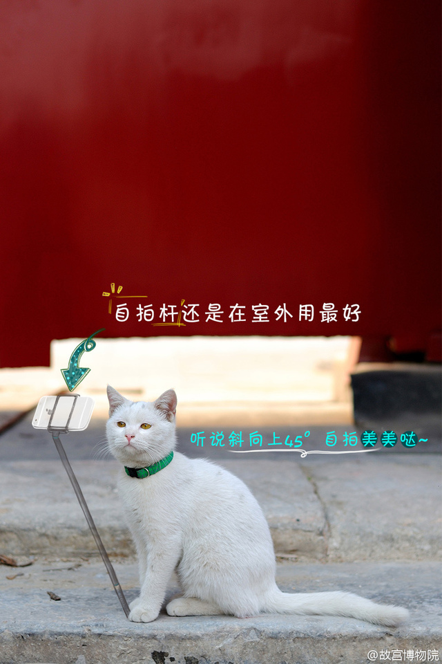 故宮有只小萌貓 網友起名“愛新覺羅·壯壯”