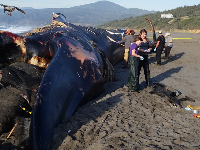 美國一海灘現24米長藍鯨屍體 研究人員稱罕見