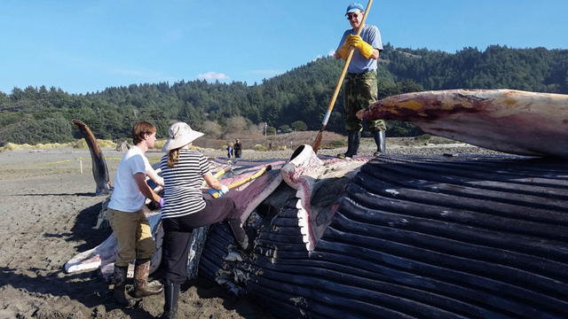 美國一海灘現24米長藍鯨屍體 研究人員稱罕見