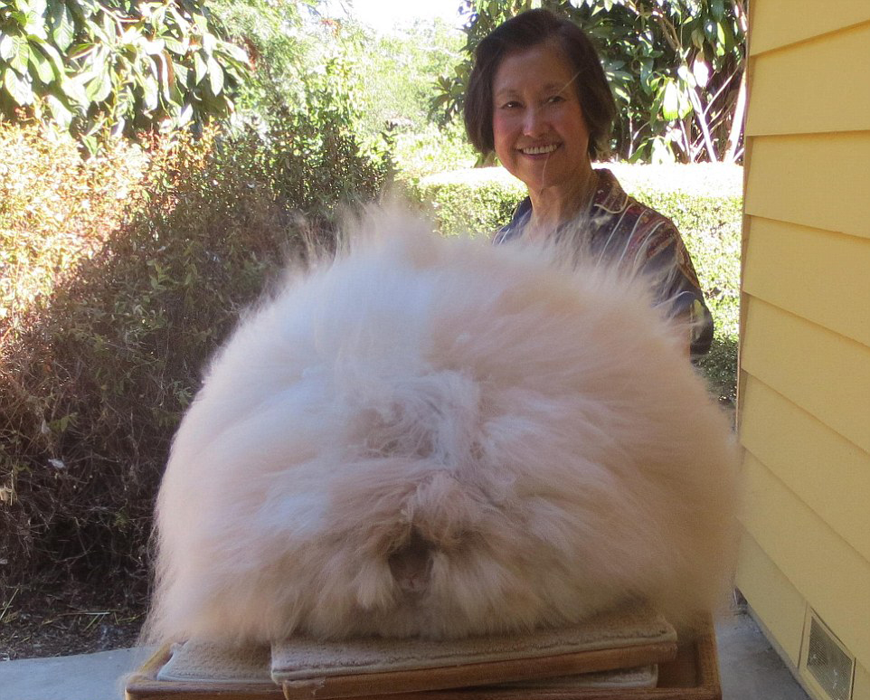 (网页截图 楚女士饲养了50多只长毛兔,图中是兔子克莱门蒂娜