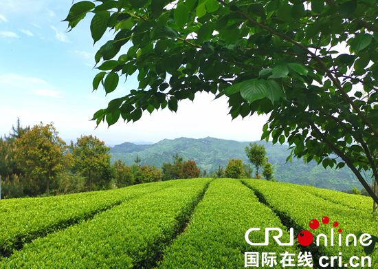 2019中国·贵州国际茶文化节暨茶产业博览会开幕