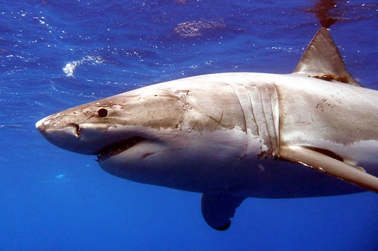 澳东部再次发生鲨鱼攻击事件 男子左大腿被撕咬