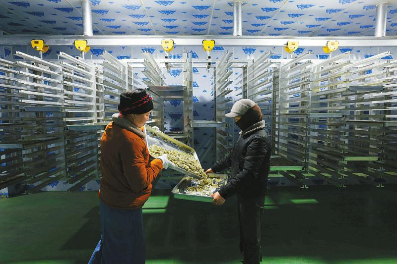 （转载）小菌菇敲开致富门——贡嘎山下松茸村的大产业