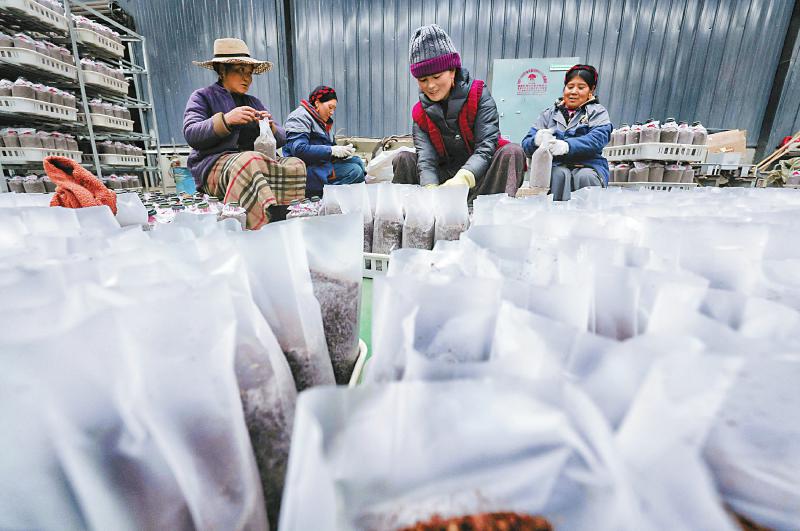 （转载）小菌菇敲开致富门——贡嘎山下松茸村的大产业