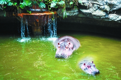 昨天上午,動物園犀牛河馬館裡,河馬母子泡