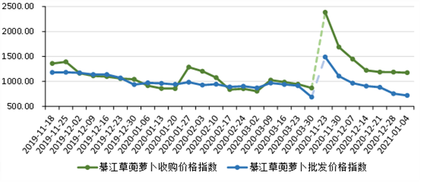 【B】重慶綦江草蔸蘿蔔市場行情總體平穩 不同規格品差異明顯
