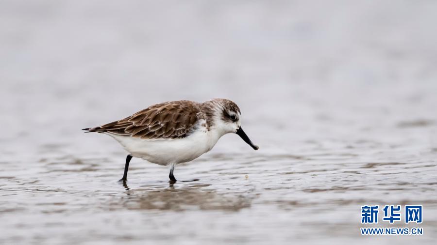 世界极危鸟种勺嘴鹬闽南越冬