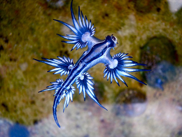 澳海灘現奇特藍色生物 如外星來客