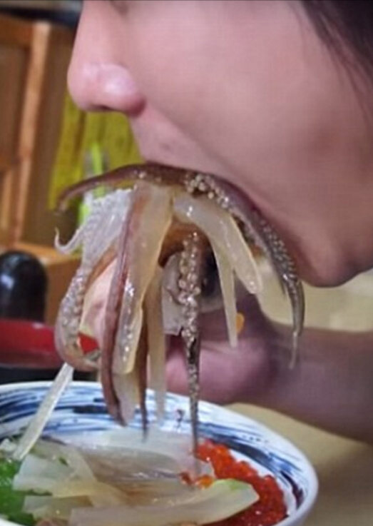 会跳舞的鱿鱼盖浇饭走红网络 会跳舞的鱿鱼盖浇饭走红网络