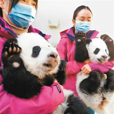 4只大熊猫宝宝集体亮相“庆生会”  “云端”卖萌圈粉无数