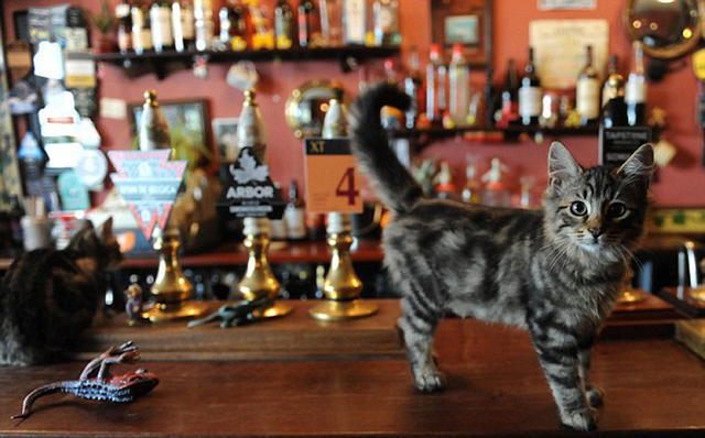 猫族酒吧图片