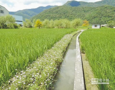 野花鋪成毯 臺灣花蓮荒地變綠園