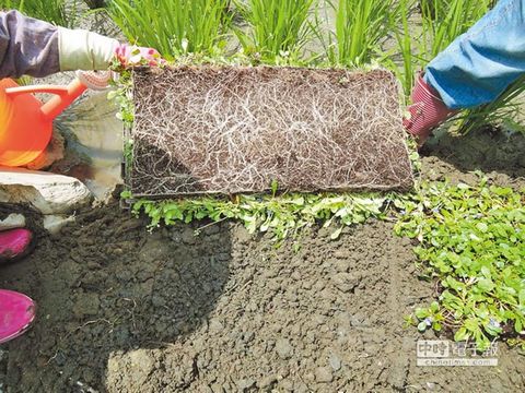 野花铺成毯 台湾花莲荒地变绿园