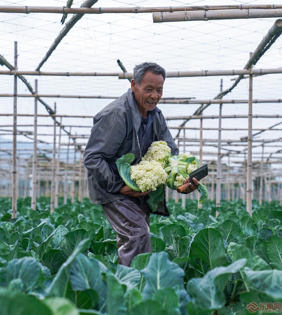 漳州龍文：蔬菜上市正當時 線上拓寬銷售渠道