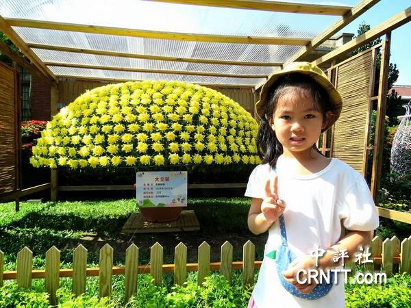 臺灣“士林官邸菊展”開放 游人如織