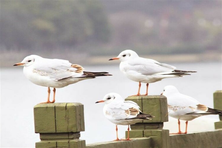 （中首）红嘴鸥来贵州安顺做客_fororder_红嘴2