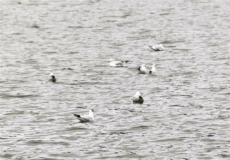 （中首）红嘴鸥来贵州安顺做客_fororder_红嘴3