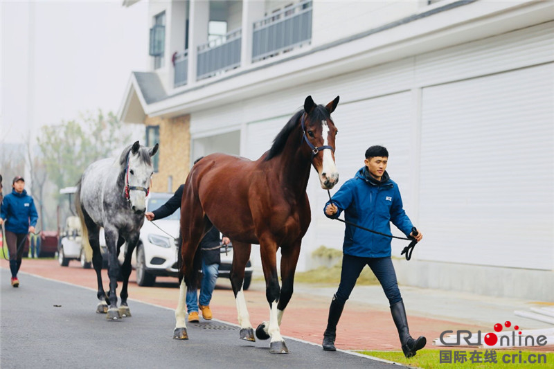 【湖北】【CRI原创】武汉商学院29匹军运会比赛用马进入备赛调训阶段