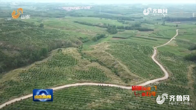 【生态山东(图右)】林水共治山青水绿 一起来看日照版“塞罕坝” 【生态山东(图右)】林水共治山青水绿 一起来看日照版“塞罕坝”