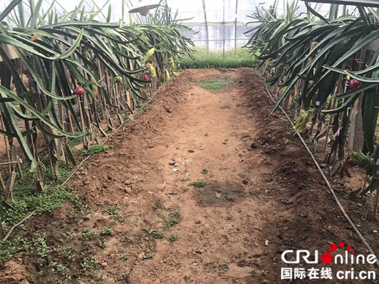 临沂沂水泉庄镇：红心火龙果红火上市_fororder_mmexport1504854659344_副本_副本