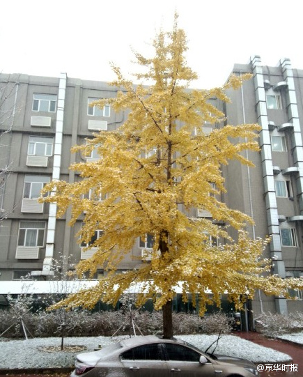 北京發佈暴雪藍色預警信號 連續降雪4天