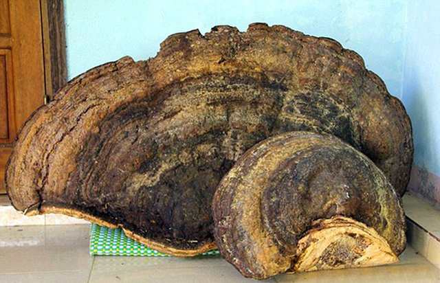 越南发现重达70公斤千年灵芝 当地居民8000元买下