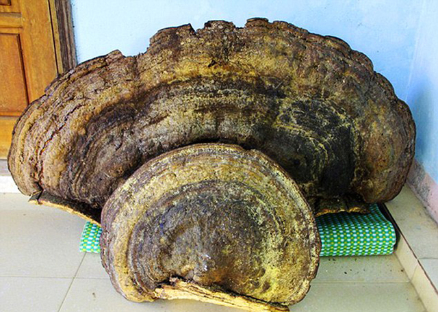 越南发现重达70公斤千年灵芝 当地居民8000元买下