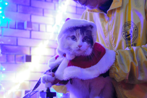 日本新任猫站长为圣诞彩灯式点灯 身着圣诞服