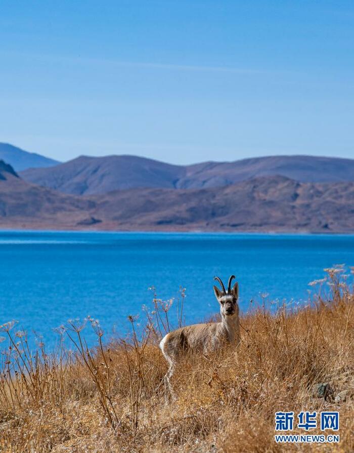 겨울 티베트, 동물들의 지상낙원_fororder_2