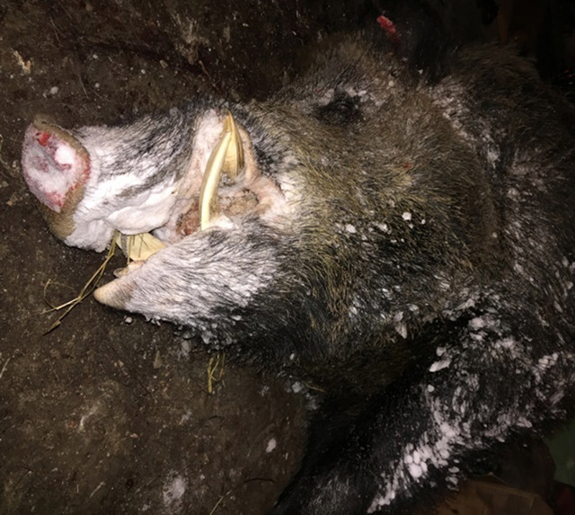 俄罗斯猎人打死超半吨重巨型野猪