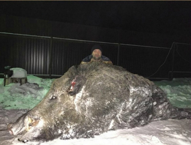 俄罗斯猎人打死超半吨重巨型野猪