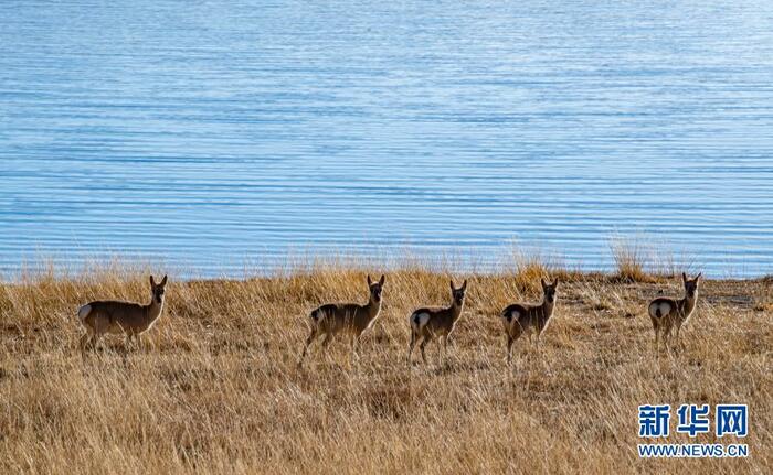 겨울 티베트, 동물들의 지상낙원_fororder_1
