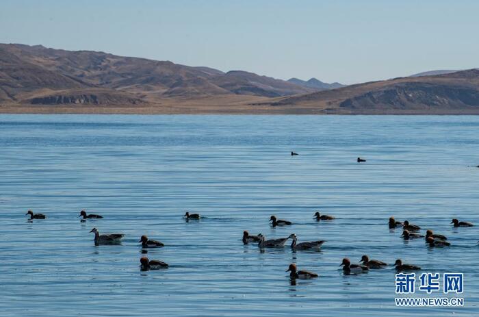 겨울 티베트, 동물들의 지상낙원_fororder_3