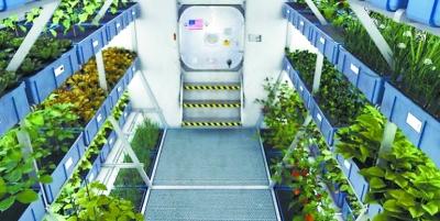 美國宇航員在空間站種花 明年將綻放百日菊