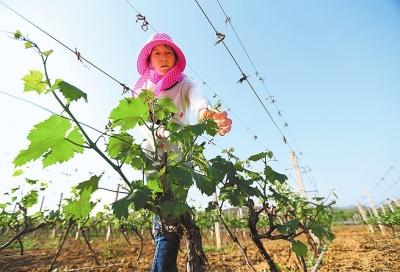 【图说1】南阳市西峡县种植经济作物 带动群众致富