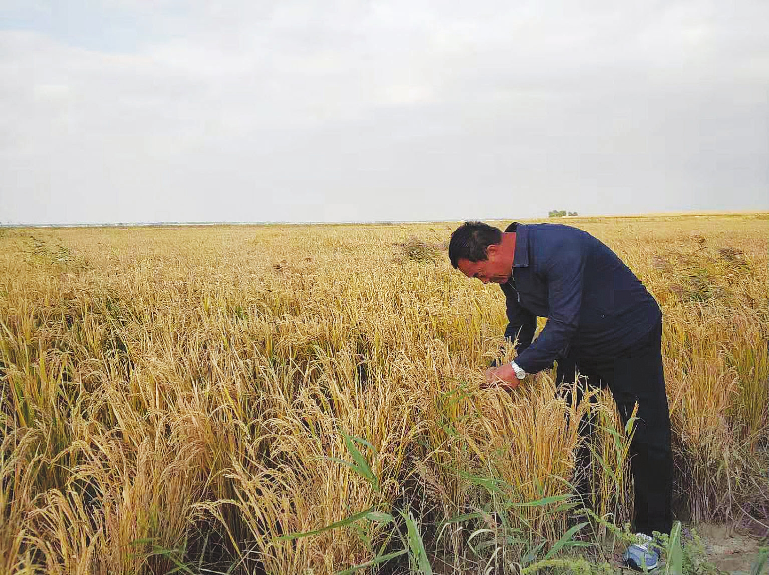 吉林省改良鹽鹼地 生態環境改善 農業增收“加速度”