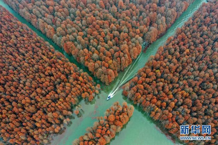 호북 선도의 "수상삼림"_fororder_hu2