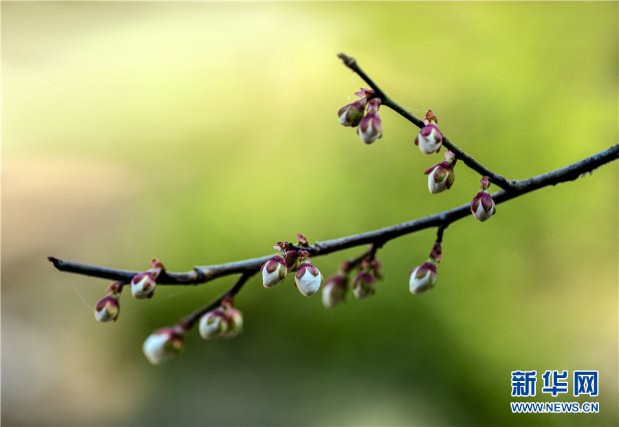 早梅現初蕊 繁枝傲晨霜