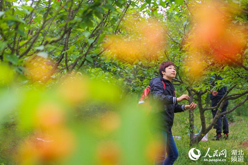 湖北襄陽：穀雨時節櫻桃紅 遊人採摘富農家