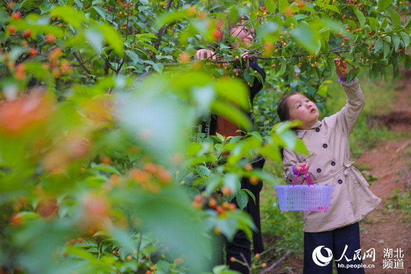 湖北襄陽：穀雨時節櫻桃紅 遊人採摘富農家