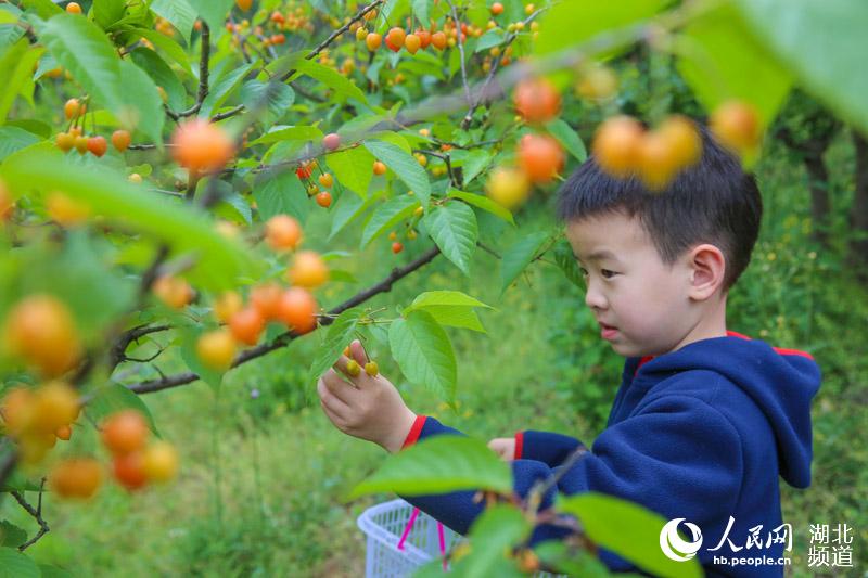 湖北襄阳：谷雨时节樱桃红 游人采摘富农家