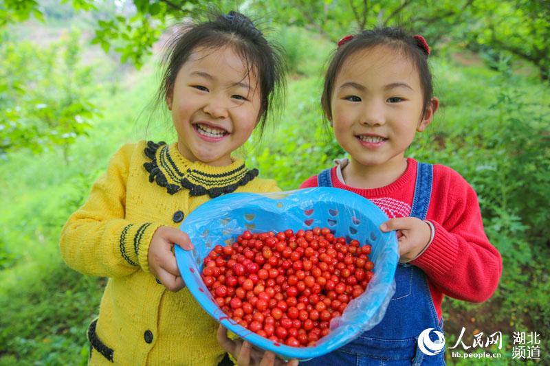 湖北襄陽：穀雨時節櫻桃紅 遊人採摘富農家