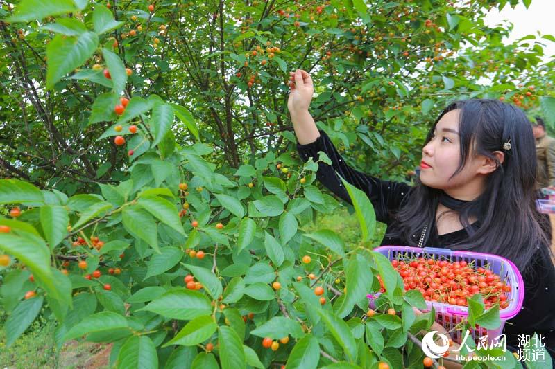 湖北襄阳：谷雨时节樱桃红 游人采摘富农家